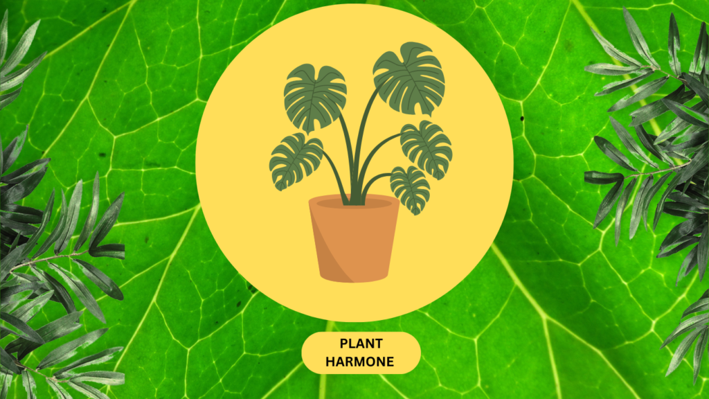 पादप हार्मोन (Plant harmone)