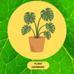 पादप हार्मोन (Plant harmone)